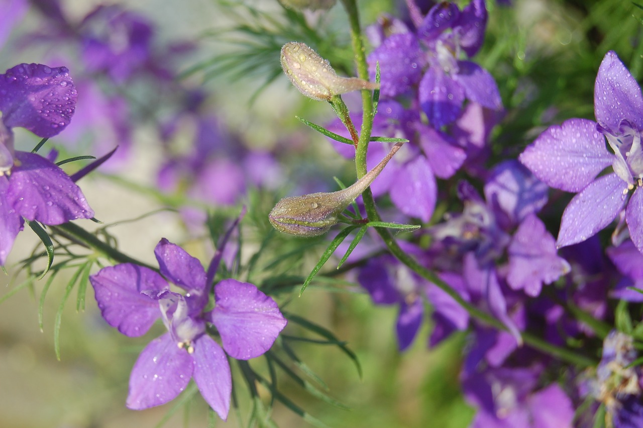 Consolida Regalis,  Žolė Cornet,  Larkspur,  Gėlė,  Lašai,  Žydi,  Pavasaris, Nemokamos Nuotraukos,  Nemokama Licenzija