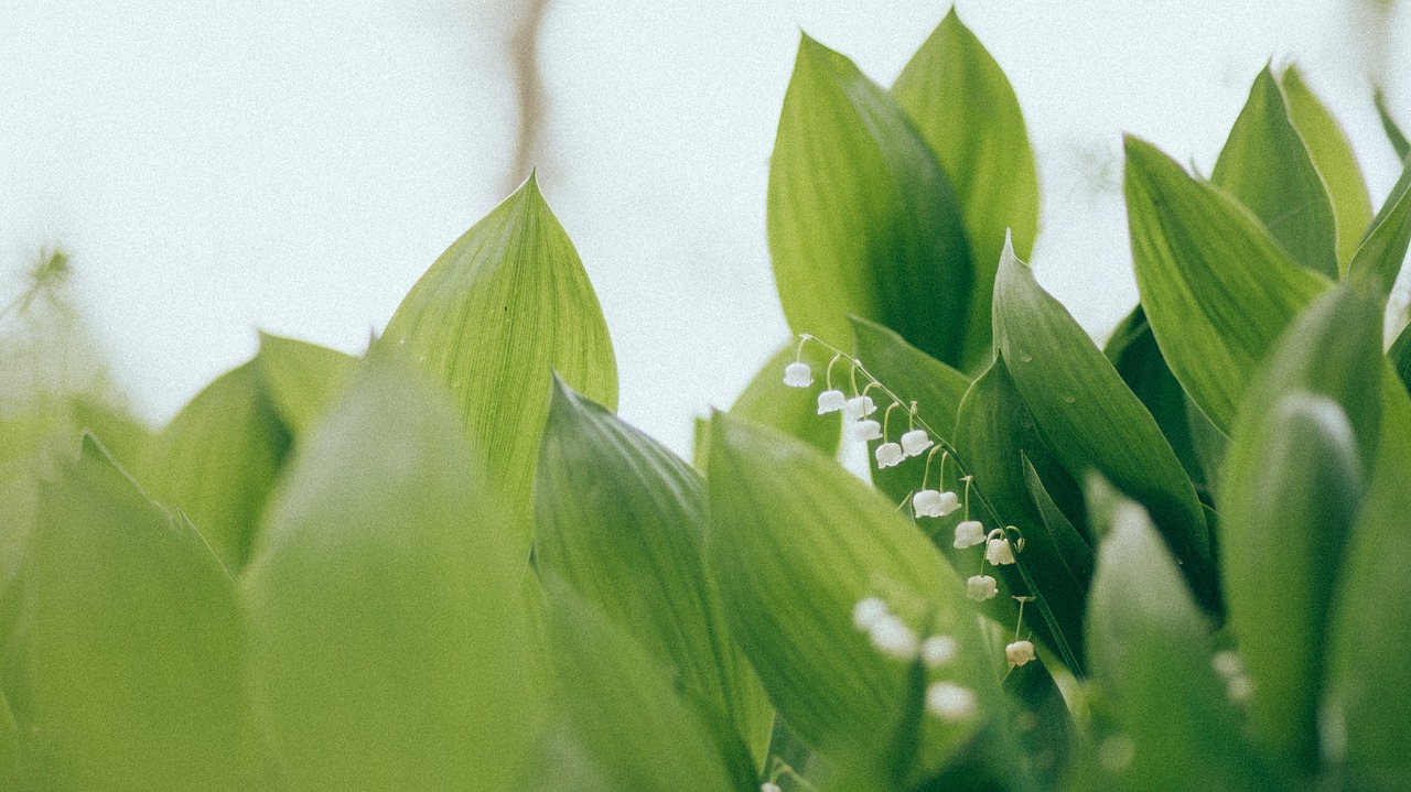 Convallaria Majalis,  Pakalnutė,  Lillies,  Gamta,  Augalas,  Gėlė,  Pavasaris,  Žiedas,  Žydėti,  Sodas