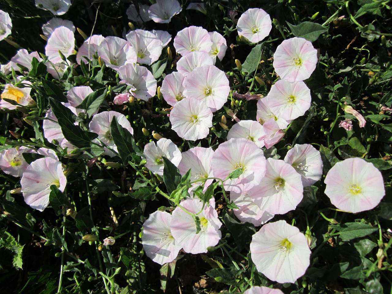 Convolvulus Arvensis,  Lauko Juostos,  Wildflower,  Flora,  Botanika,  Augalas,  Alpinistas,  Creeper,  Rūšis, Nemokamos Nuotraukos