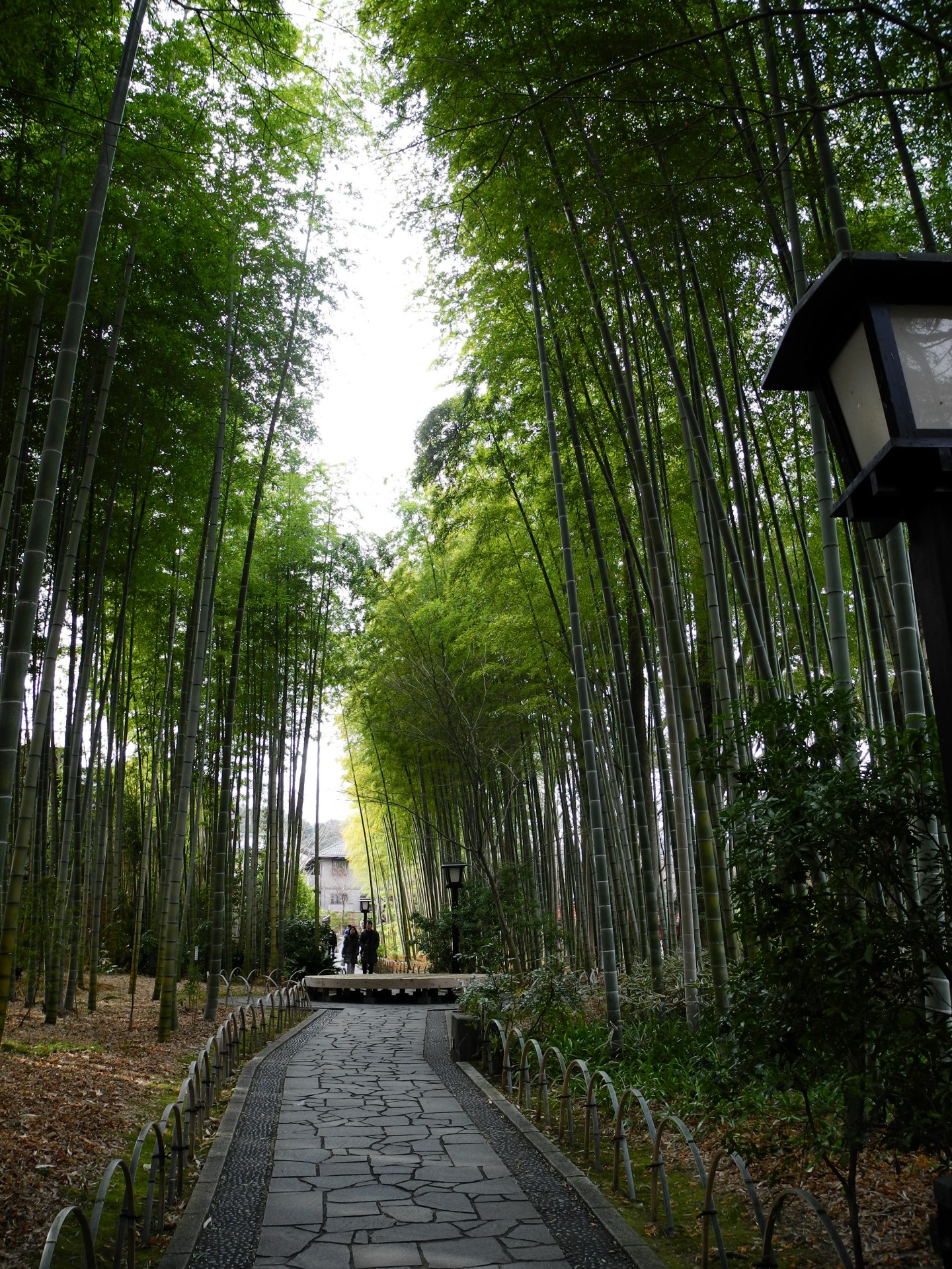 Bambukas,  Shuzenji & Nbsp,  Onsen,  Japonija,  Kietas Bambukas, Nemokamos Nuotraukos,  Nemokama Licenzija