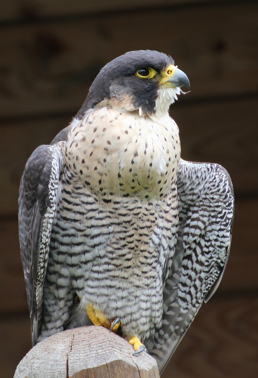 Košės Vanagas, Paukštis, Raptoras, Laukinė Gamta, Sustingęs, Pranešimas, Žiūri, Medžiotojas, Plėšrūnas, Didingas