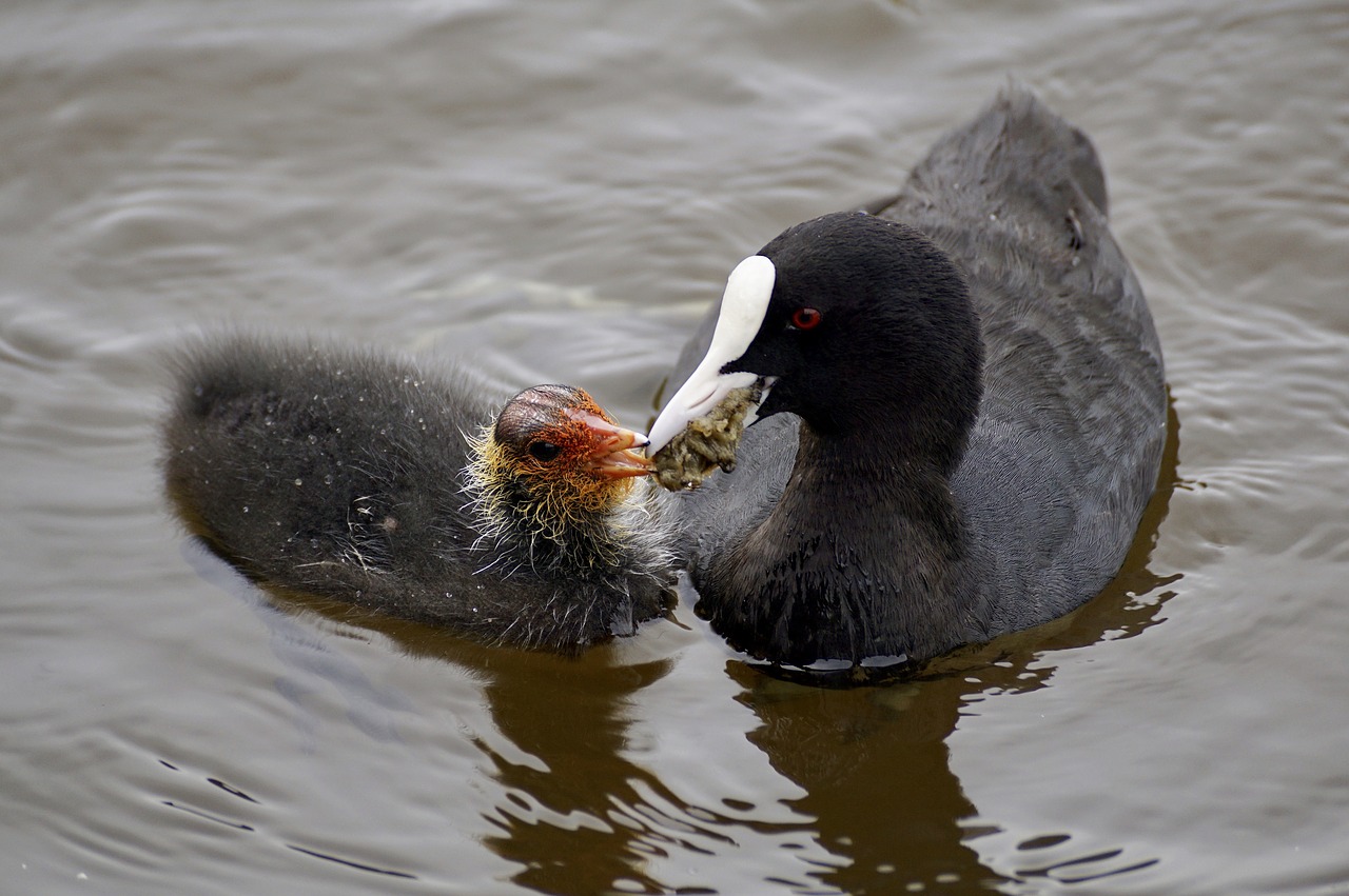 Kačiukas, Vandens Paukščiai, Plumėjimas, Gamta, Vandenys, Bankas, Schwimmvogel, Laukinės Gamtos Fotografija, Sparnas, Viščiukai