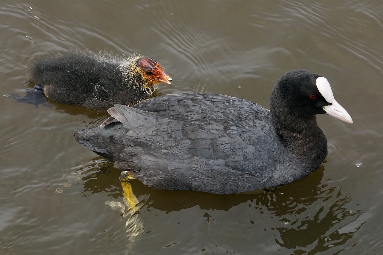 Kačiukas, Vandens Paukščiai, Plumėjimas, Gamta, Vandenys, Bankas, Schwimmvogel, Laukinės Gamtos Fotografija, Sparnas, Viščiukai