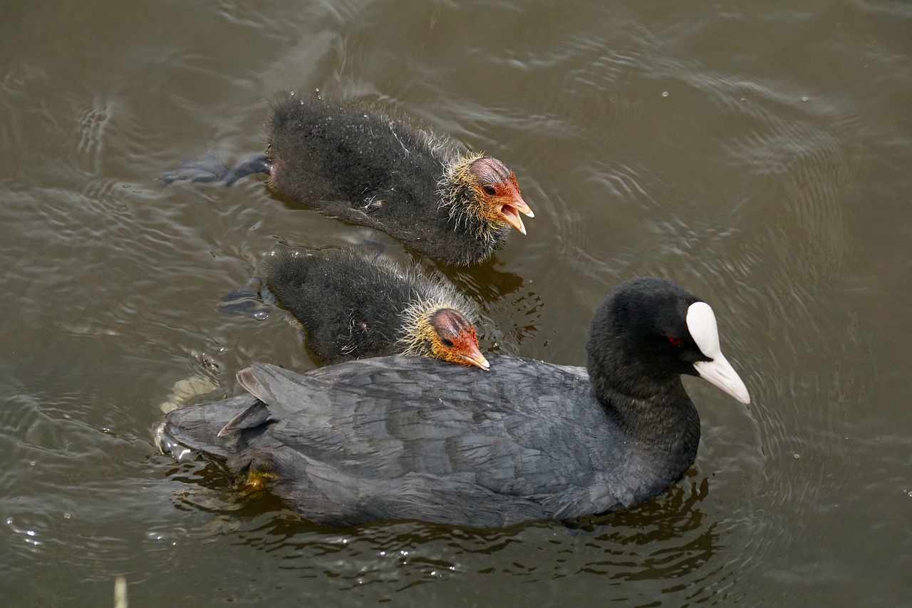 Kačiukas, Vandens Paukščiai, Plumėjimas, Gamta, Vandenys, Bankas, Schwimmvogel, Laukinės Gamtos Fotografija, Sparnas, Viščiukai