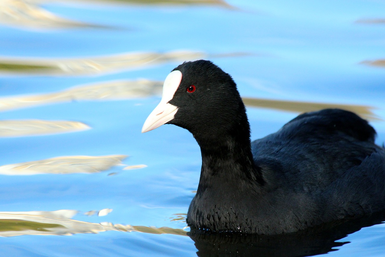 Laukys,  Fulica Atra,  Paukštis,  Niekas,  Gyvosios Gamtos,  Lauke,  Vandens,  Gyvūnas,  Laukinių,  Bėgiai Yra Paukščiai