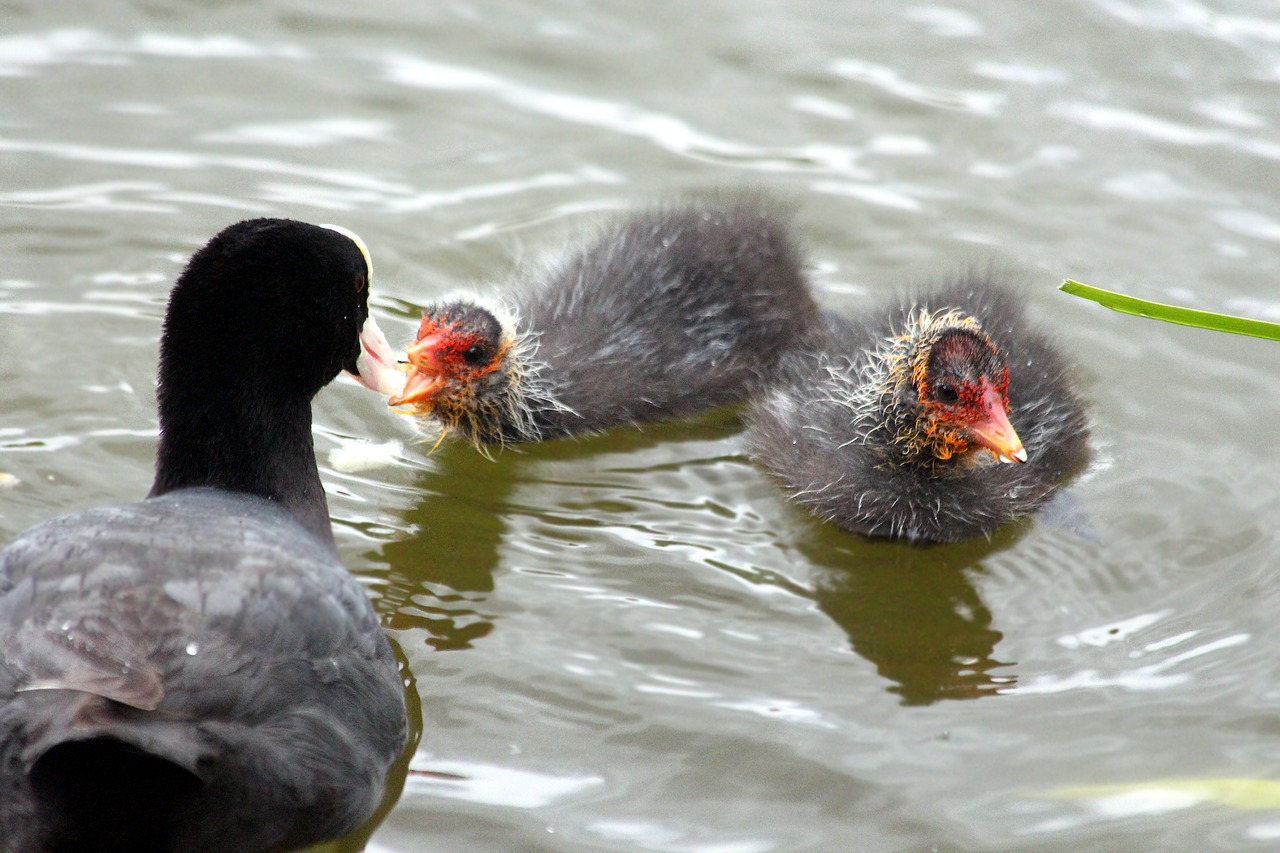 Laukys,  Fulica Atra,  Tvenkinys,  Vandens,  Niekas,  Paukštis,  Viščiukas,  Vištienos,  Gyvosios Gamtos,  Mažai