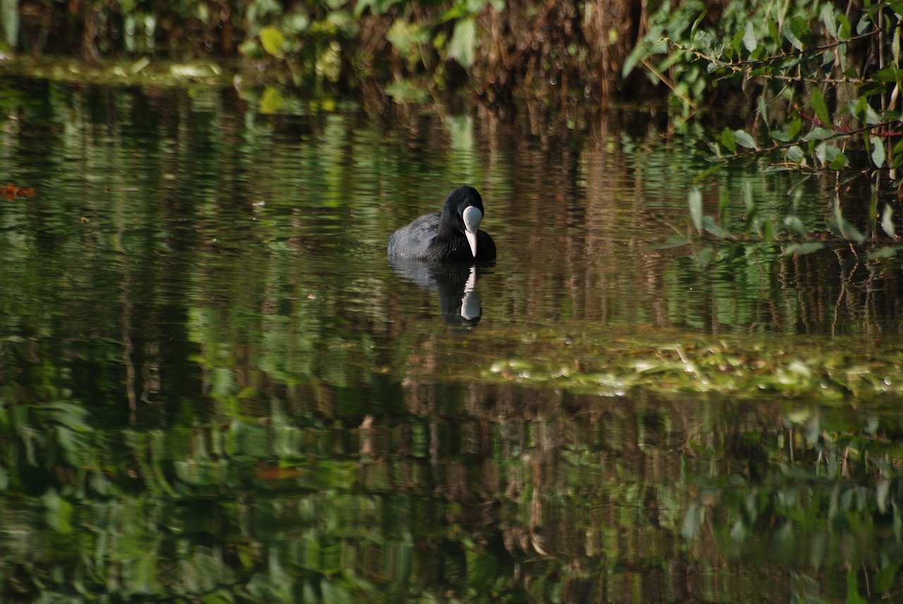 Kačiukas, Rallidae, Vandens Paukštis, Ežeras, Apmąstymai, Paukštis, Skristi, Sparnai, Plunksna, Laukinė Gamta