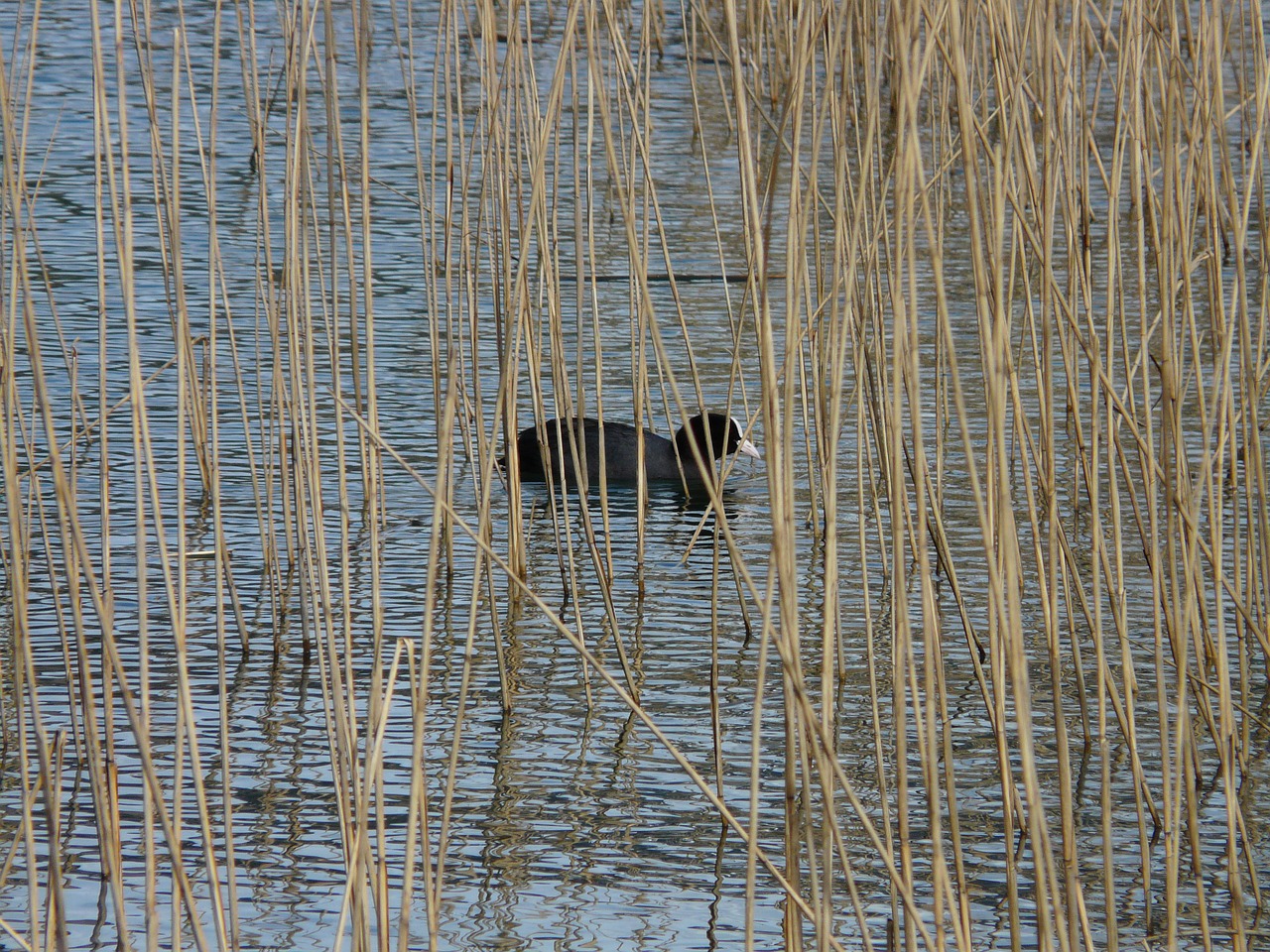 Kačiukas, Fulica Atra, Pelkė, Vanduo, Tvenkinys, Paslėpta, Plaukti, Padengti, Nendrė, Phragmites Australis