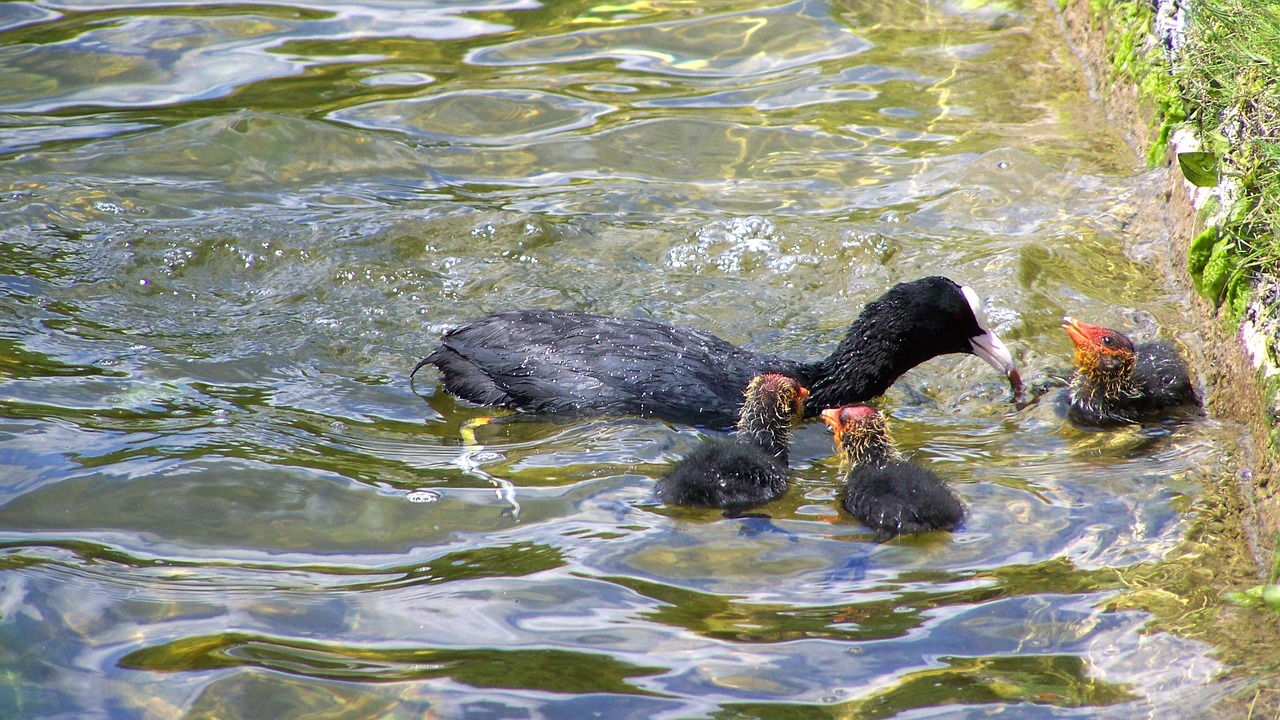 Kačiukas, Nestlings, Vanduo, Gamta, Nemokamos Nuotraukos,  Nemokama Licenzija