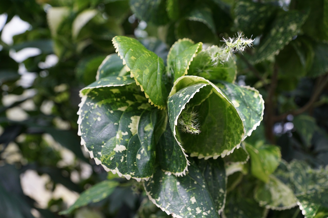 Vario Lapai, Acalypha Amentacea, Lapai, Žalias, Pavasaris, Aromatas, Kvepalai, Veikliosios Medžiagos, Kosmetika, Spa