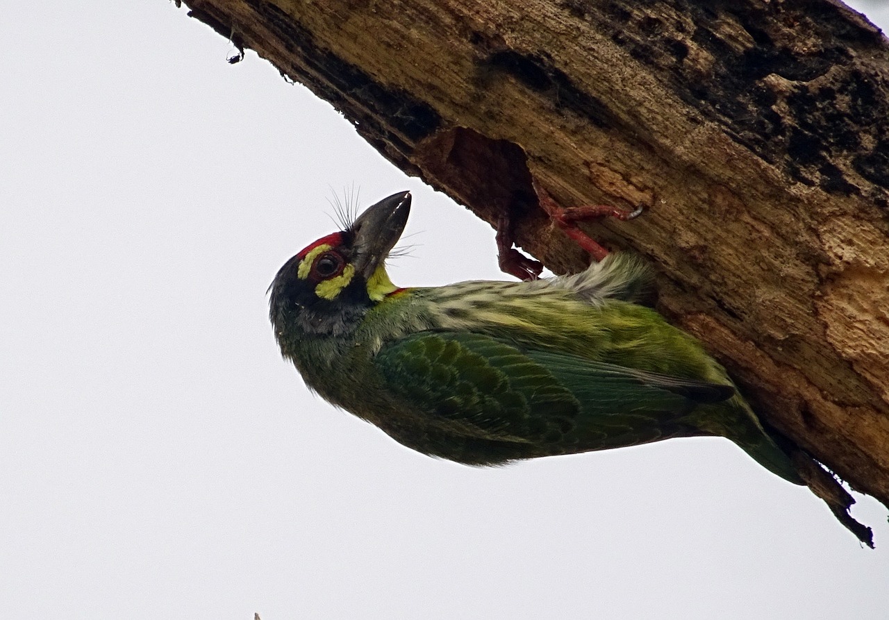 Bronzos Kapinės, Tamsiai Raudona Barbė, Paukštis, Koplytstulpis, Megalaima Haemacephala, Paukštis, Aves, Fauna, Iim, Kolkata