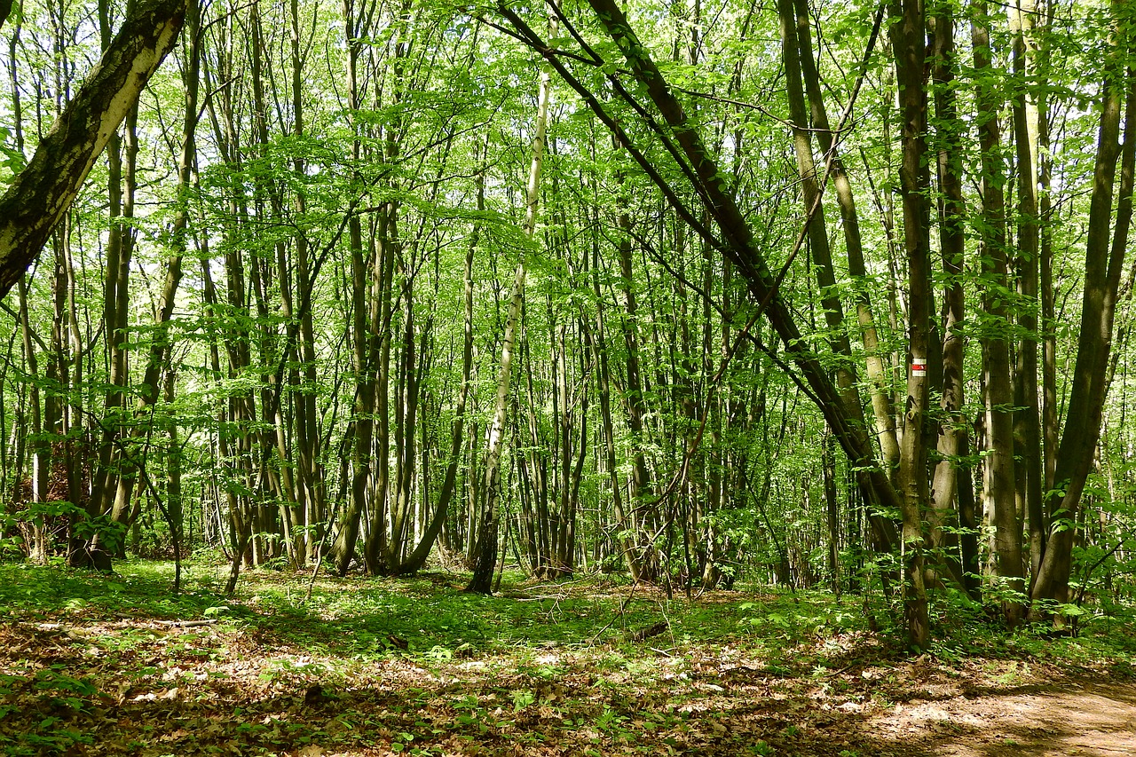 Kalnakasiai, Polykormon, Miškas, Devin, Moravija, Nemokamos Nuotraukos,  Nemokama Licenzija