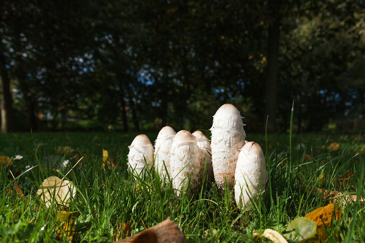 Coprinus, Grybai, Pieva, Žolė, Ruduo, Nemokamos Nuotraukos,  Nemokama Licenzija