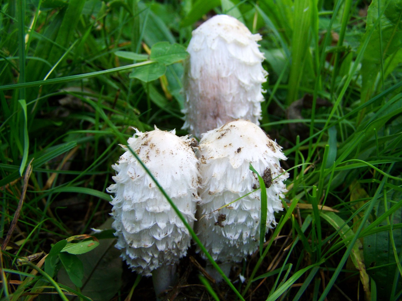 Coprinus Comatus, Baltasis Grybas, Gamta, Nemokamos Nuotraukos,  Nemokama Licenzija