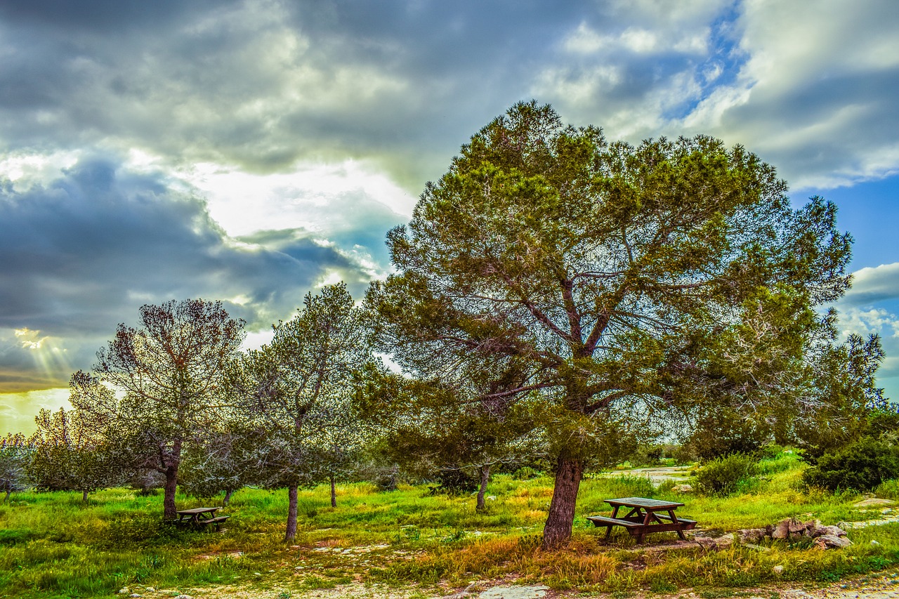 Copse, Medžiai, Gamta, Miškas, Kraštovaizdis, Kalnakasiai, Kaimas, Peizažas, Šalis, Iškylos Vieta