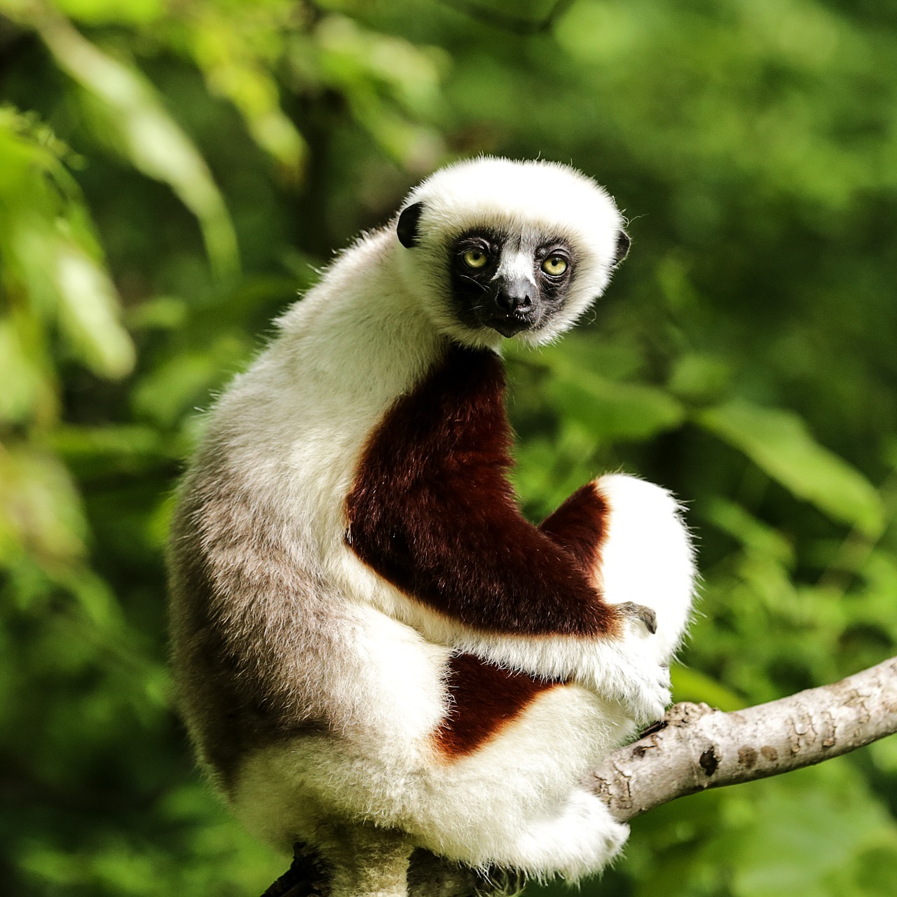 Coquerel Sifaka, Propithecus Coquereli, Sifaka, Kunigaikščio Lemurio Centras, Durham Nc, Nemokamos Nuotraukos,  Nemokama Licenzija