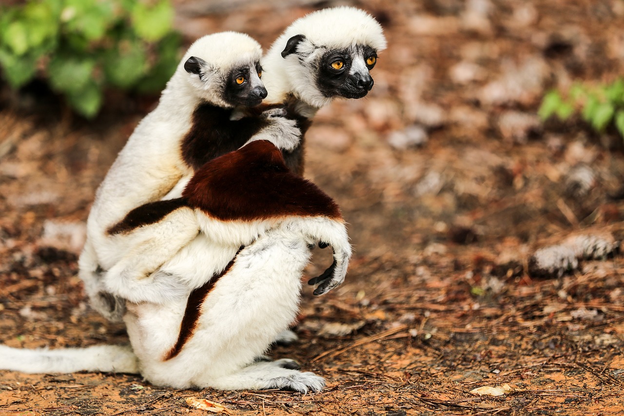 Coquerel Sifaka, Propithecus Coquereli, Sifaka, Motina Ir Kūdikis, Kunigaikščio Lemurio Centras, Durham Nc, Nemokamos Nuotraukos,  Nemokama Licenzija