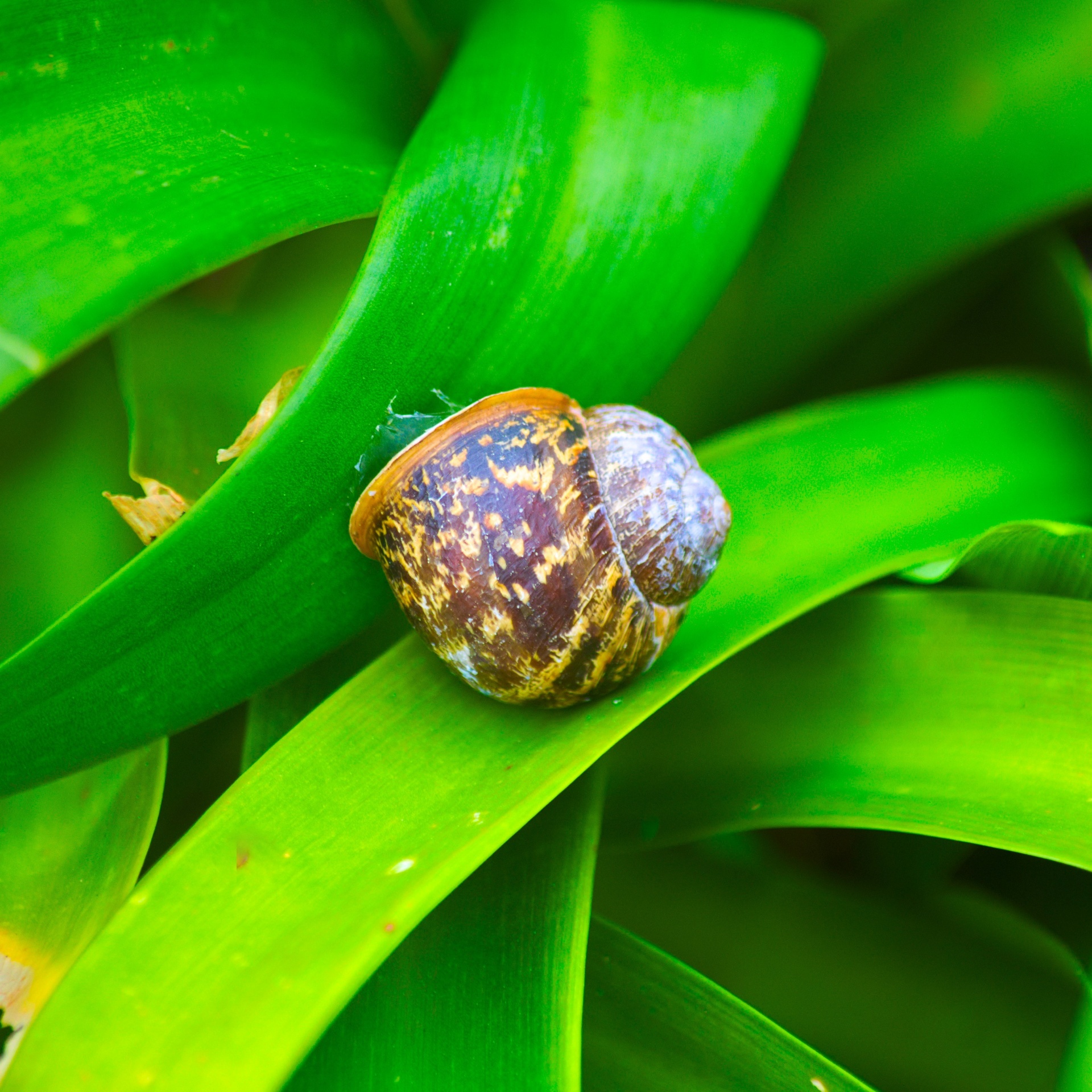 Sraigė,  Mollusk,  Gastronomija,  Gamta,  Gastropodas,  Lukštas,  Maitinimas,  Sraigės Apvalkalas, Nemokamos Nuotraukos,  Nemokama Licenzija