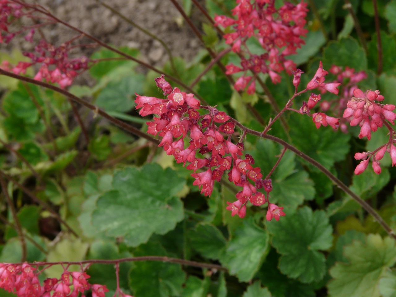 Koralų Skambučiai, Gėlė, Žydėti, Raudona, Varpas, Violetinė, Filigranas, Ilgai, Stilius, Aukštas