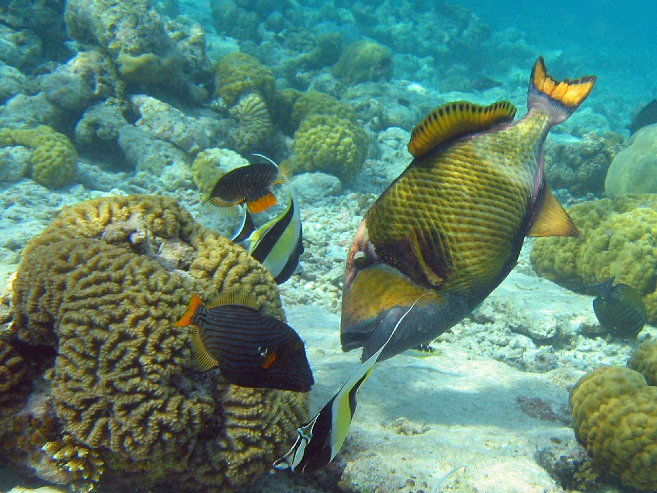 Koralinis Rifas, Titanas Triggerfish, Smegenų Koralas, Maurų Idolas, Apelsinų Apyrankė, Maudytis, Jūrų, Povandeninis, Sūrus Vanduo, Spalvinga