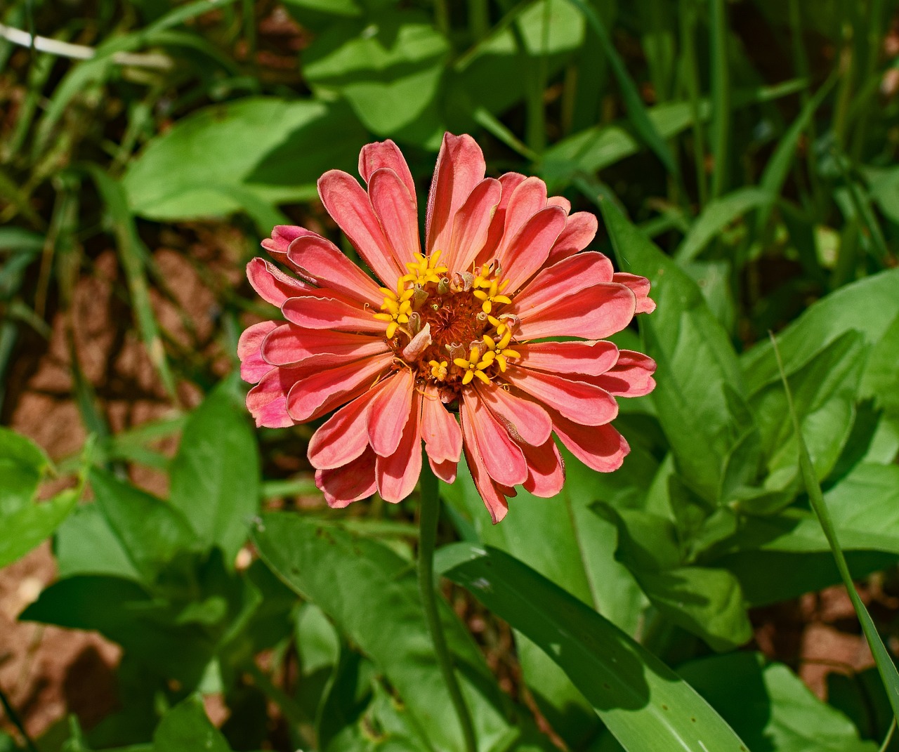 Koralų Zinnia, Gėlė, Žiedas, Žydėti, Augalas, Sodas, Gamta, Spalvinga, Koralas, Geltona