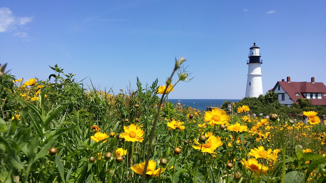 Coreopsis, Lanceolata, Lanceleaf, Švyturys, Švyturys, Maine, Kranto, Naujoji Anglija, Orientyras, Pakrantė