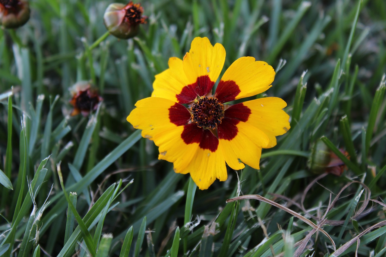 Coreopsis,  Geltona,  Raudona,  Gėlė,  Gėlių,  Botanikos,  Makro,  Pobūdį,  Sodas,  Žydi