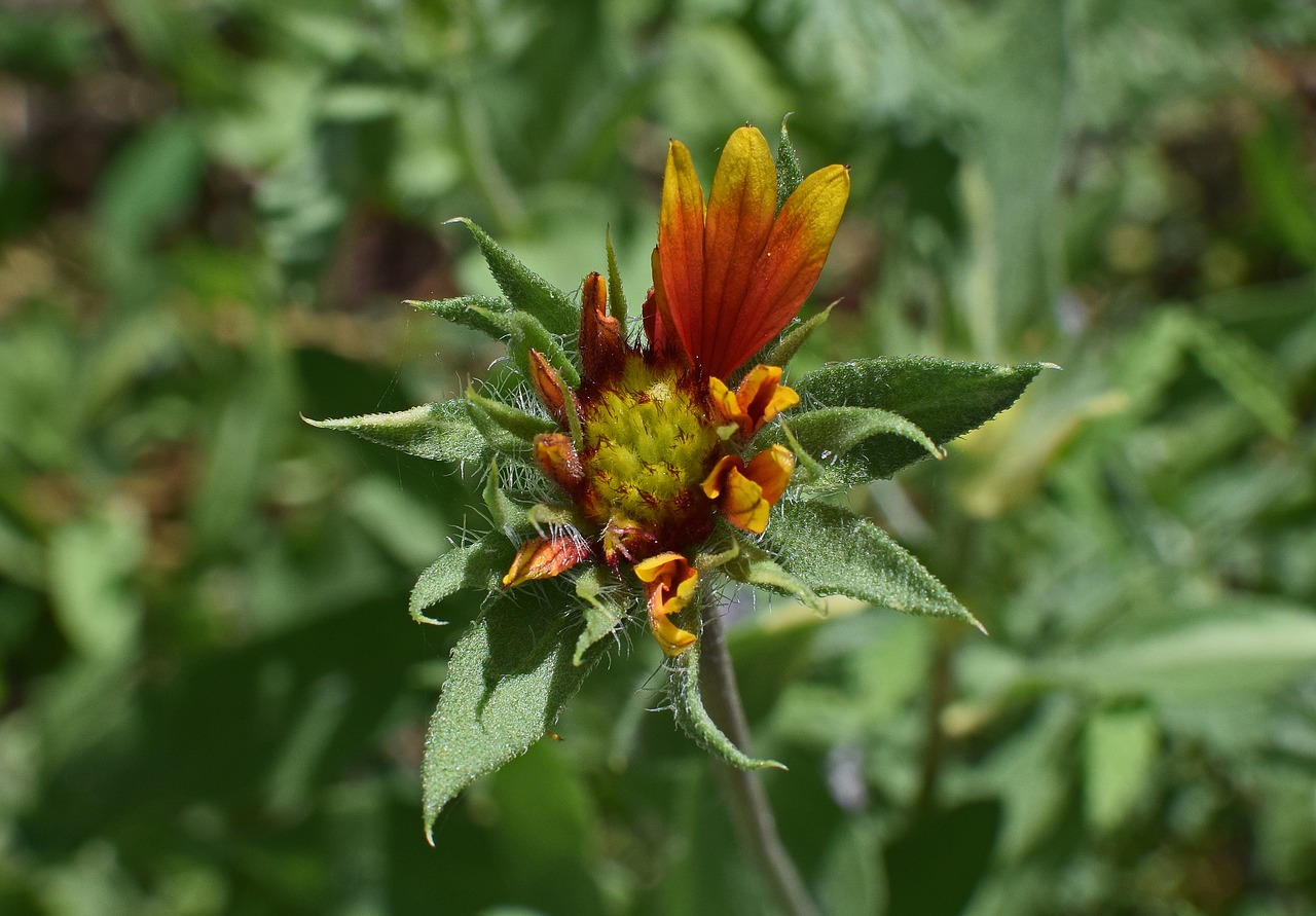 Coreopsis Atidarymas, Budas, Gėlė, Žiedas, Žydėti, Gamta, Augalas, Sodas, Oranžinė, Raudona