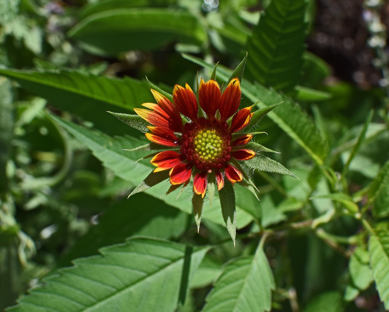 Coreopsis Atidarymas, Budas, Gėlė, Žiedas, Žydėti, Gamta, Augalas, Sodas, Oranžinė, Raudona