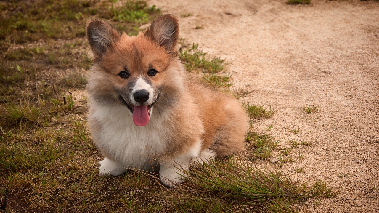 Corgi, Šuo, Šunys, Naminis Gyvūnėlis, Gyvūnas, Welschcorgi, Šuniukas, Šunys, Gyvūnai, Nemokamos Nuotraukos