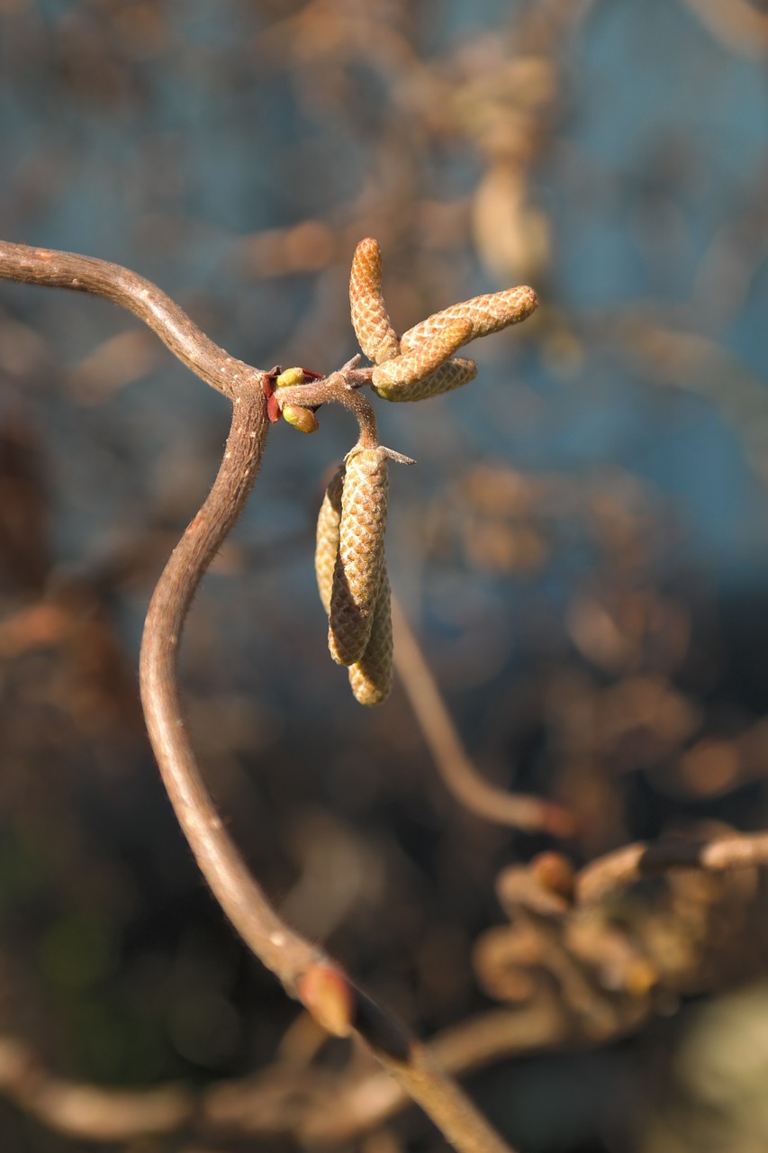 Spygliuočių Lazdynas, C Avellana Contorta, Žiedynai, Bendras Lazdynas, Vyrų Žiedas, Kačiukas, Corylus Avellana, Lazdynas, Beržo Šiltnamio, Betulaceae