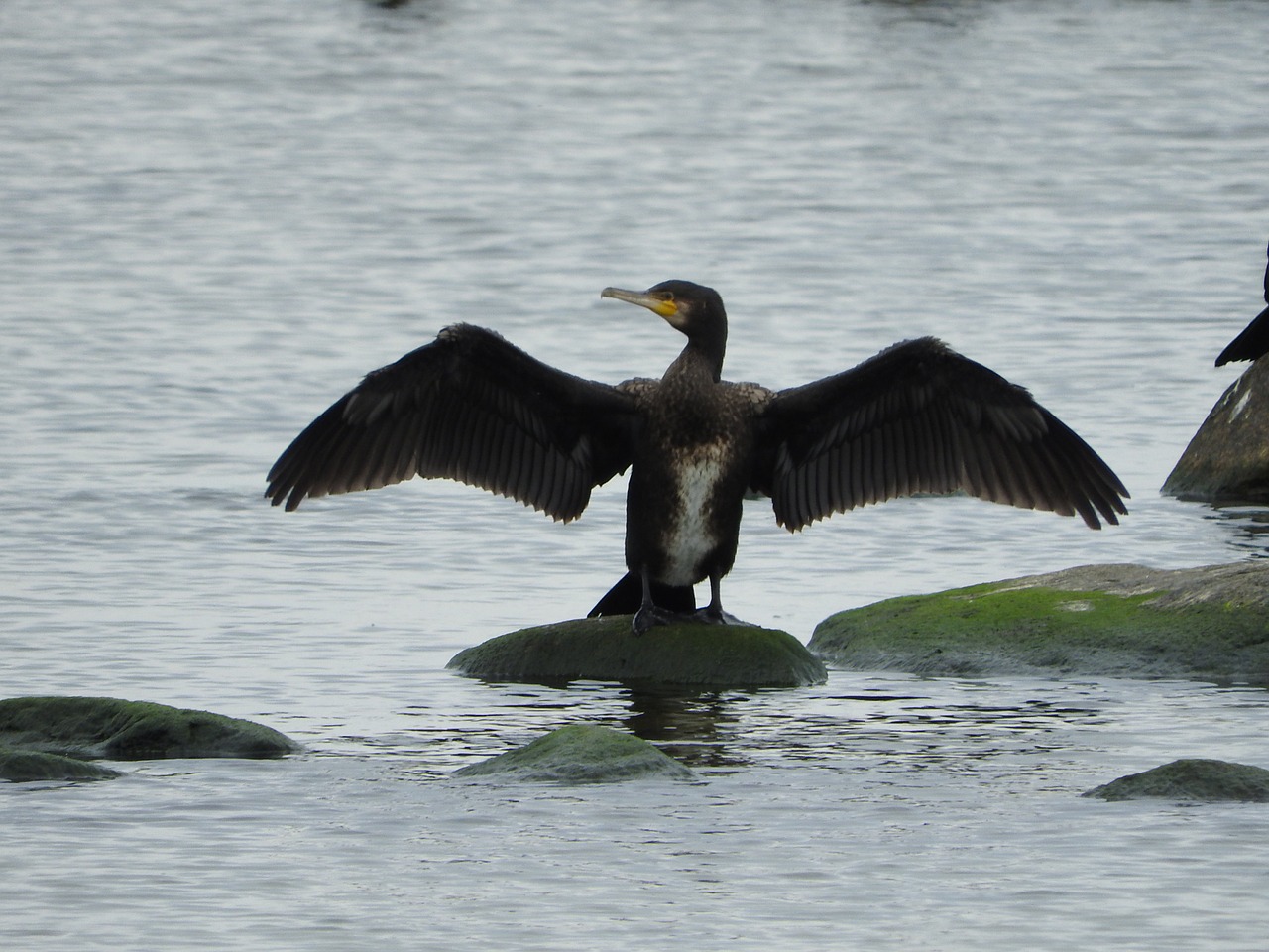 Kormoranas, Vandens Paukštis, Jūra, Kranto, Sparnai, Phalacrocorax, Džiovinimas, Nemokamos Nuotraukos,  Nemokama Licenzija