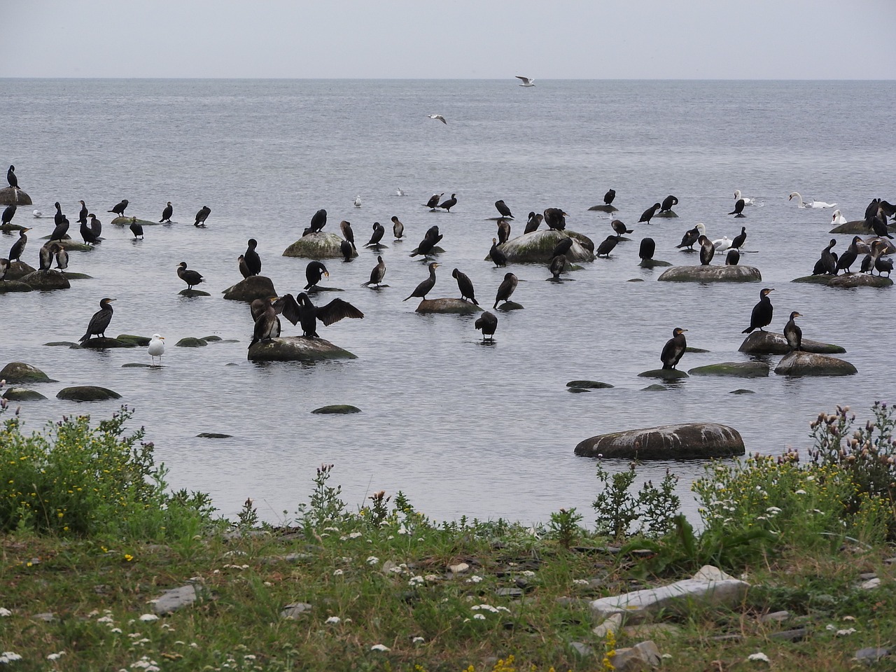 Kormoranas, Covey, Paukščiai, Vandens Paukštis, Jūra, Kranto, Sparnai, Phalacrocorax, Kaukolės, Gulbės