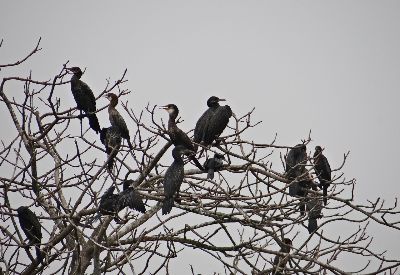 Kormoranas, Mažai, Paukštis, Fauna, Iim, Kolkata, Indija, Nemokamos Nuotraukos,  Nemokama Licenzija