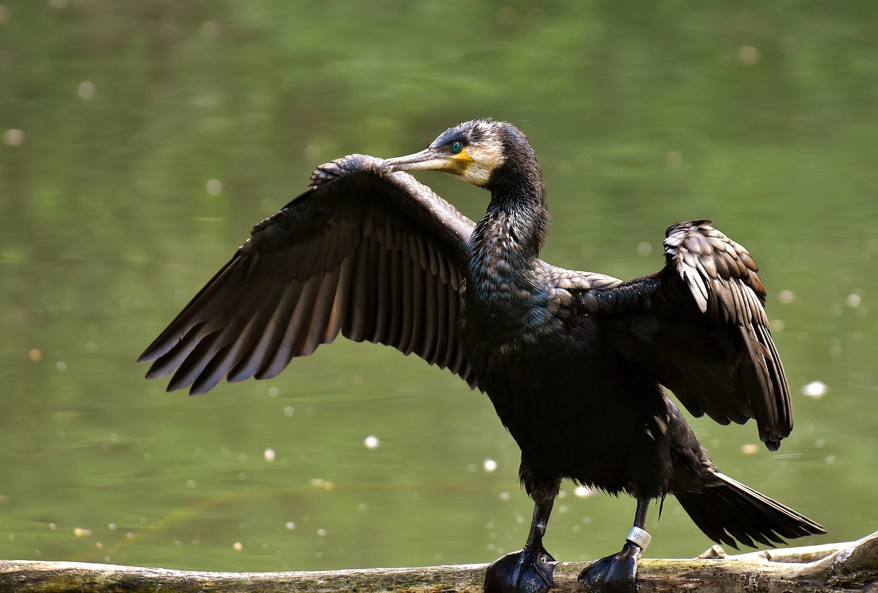 Kormoranas,  Phalacrocorax Karbo,  Juodos Spalvos,  Vanduo Paukštis,  Gyvūnijos Pasaulyje,  Plunksna,  Gyvūnas,  Plunksnos,  Pobūdį,  Padaras