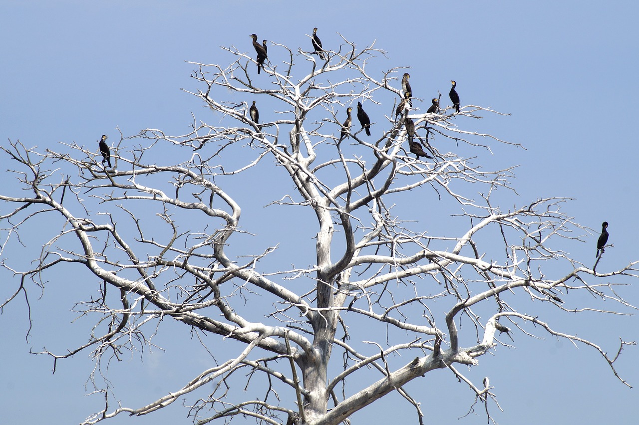 Kormoranai,  Juoda Kormoraną,  Phalacrocorax Karbo,  Gyvūnas,  Paukštis,  Jūros Paukščiai,  Lenkija, Nemokamos Nuotraukos,  Nemokama Licenzija