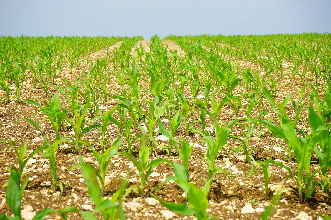 Kukurūzai, Laukas, Ariamasis, Jauni Augalai, Frisch, Žemdirbystė, Kukurūzų Laukas, Pasėliai, Maistas, Pašariniai Kukurūzai