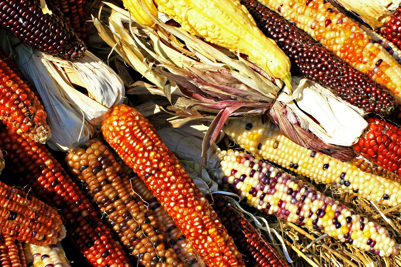 Kukurūzai, Nendrės, Kukurūzai, Derlius, Biologinė Įvairovė, Maistas, Žemdirbystė, Grūdai, Nemokamos Nuotraukos,  Nemokama Licenzija