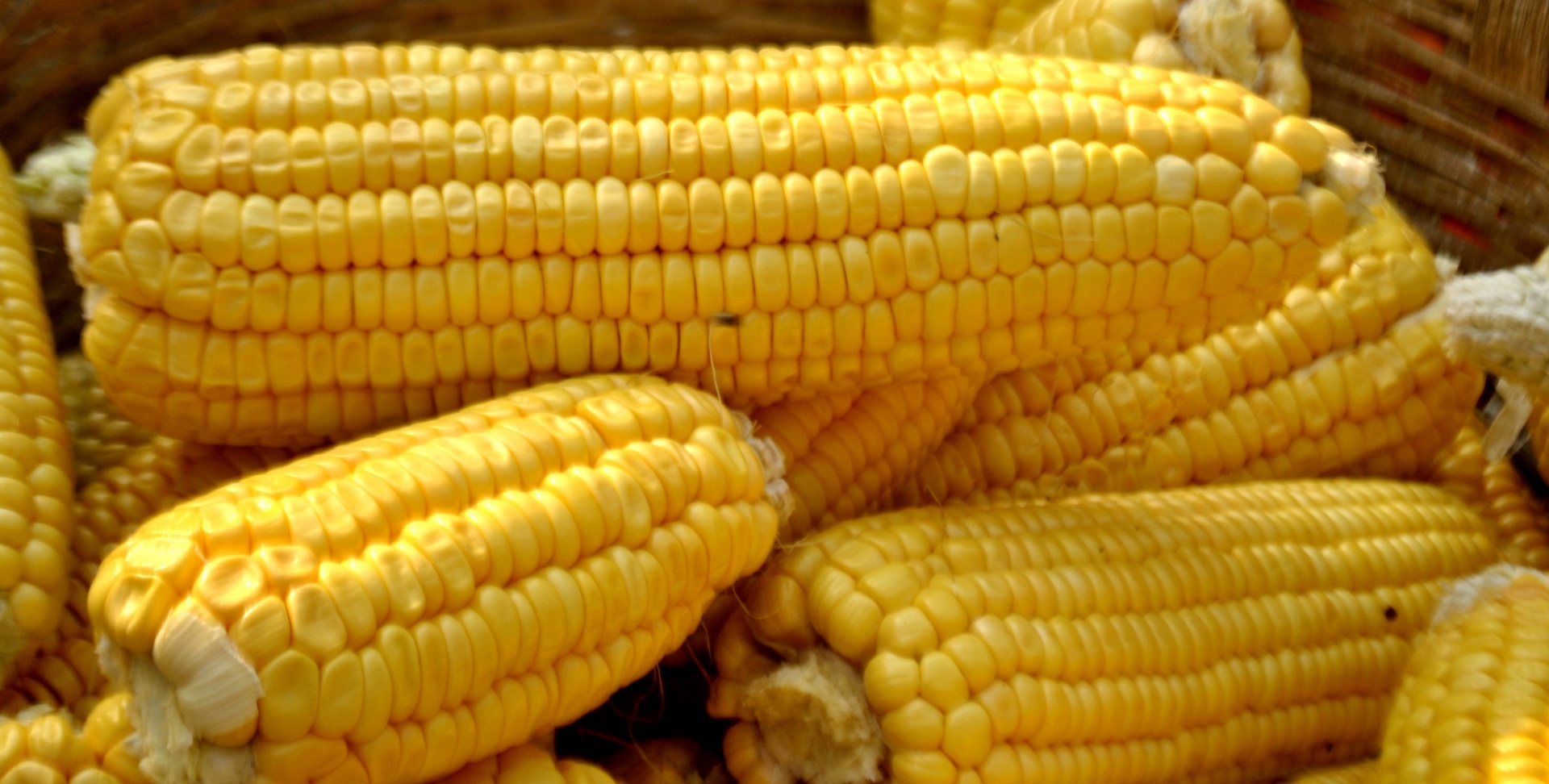 Kukurūzai,  Geltona,  Ausys,  Cob,  Maistas,  Mityba,  Žemdirbystė,  Pasėlių,  Derlius,  Branduoliai