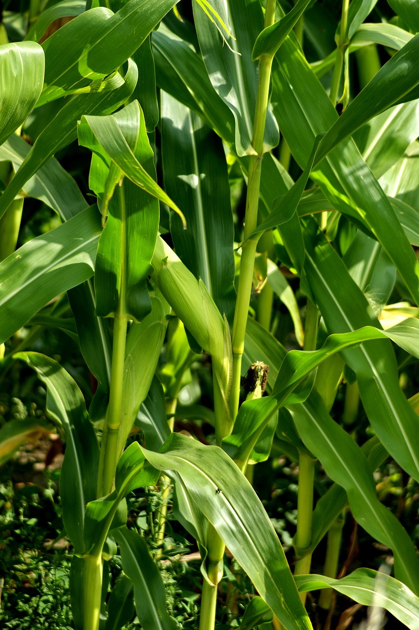 Kukurūzai, Ekologiškas, Daržovių, Žemdirbystė, Vegetariškas, Gamta, Žalias, Šviežias, Natūralus, Nemokamos Nuotraukos