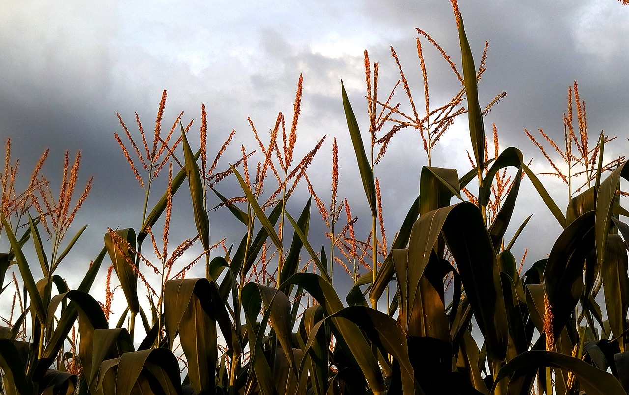 Kukurūzai, Kultūra, Žemės Ūkio, Laukai, Epi, Gamta, Laukas, France, Nemokamos Nuotraukos,  Nemokama Licenzija