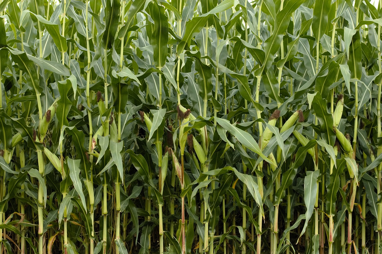 Kukurūzai, Žalias, Gamta, Kukurūzų Laukas, Laukas, Žemdirbystė, Augalas, Kukurūzų Lapai, Lapai, Kukurūzų Lapai