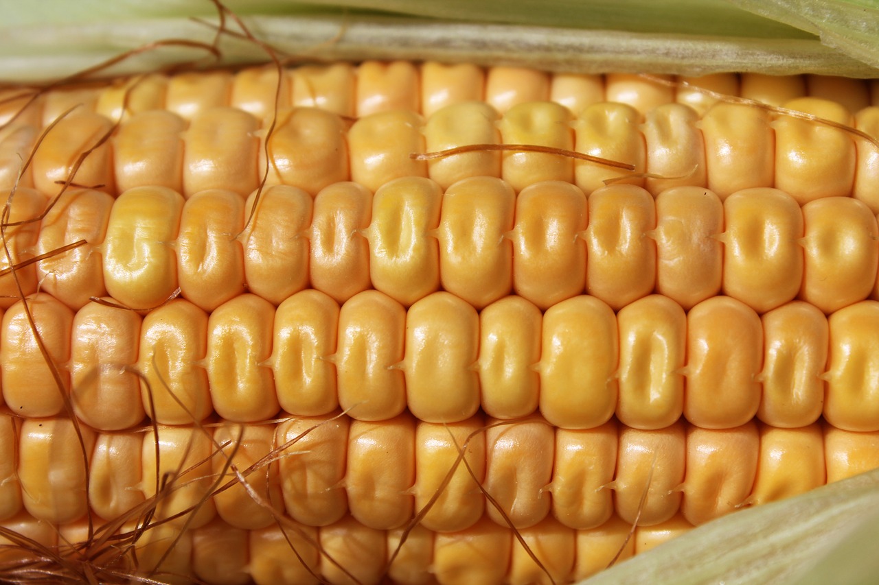 Kukurūzai, Modelis, Žemdirbystė, Natūralus, Pasėlių, Šviežias, Ekologiškas, Derlius, Kukurūzai, Kukurūzų Burbuolės