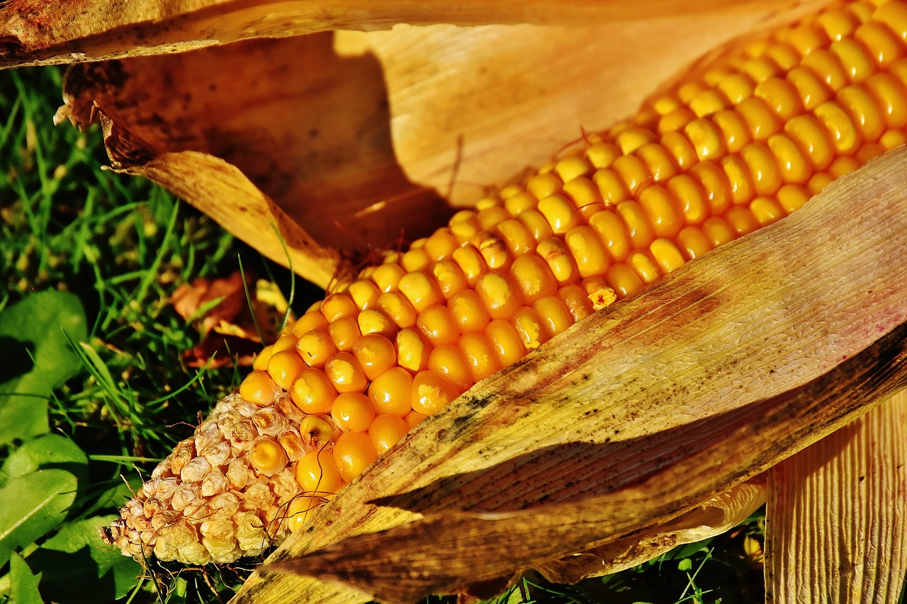 Kukurūzai, Kukurūzų Burbuolės, Kukurūzų Grūdai, Daržovės, Maistas, Gamta, Daržovių Maizės, Nemokamos Nuotraukos,  Nemokama Licenzija