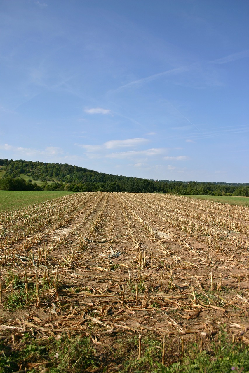 Kukurūzai, Kukurūzų Laukas, Derlius, Derlius, Tuščia, Laukas, Ariamasis, Žemdirbystė, Žemės Ūkio, Augalas