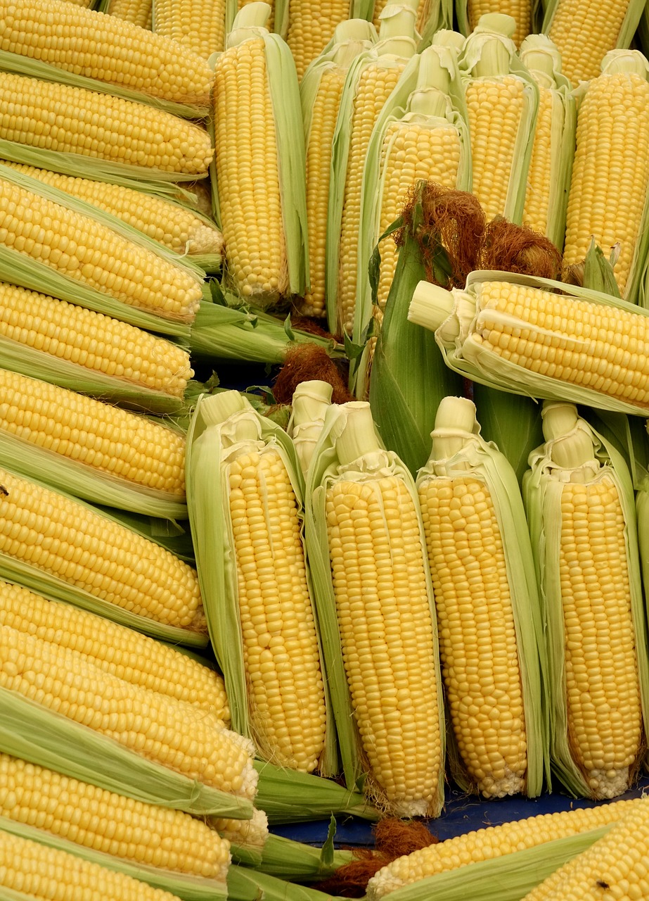 Kukurūzai, Kukurūzų Burbuolės, Daržovės, Maistas, Kukurūzai Ant Lazda Plaukai, Daržovių Maizės, Kukurūzai, Kukurūzų Grūdai, Gamta, Skanus