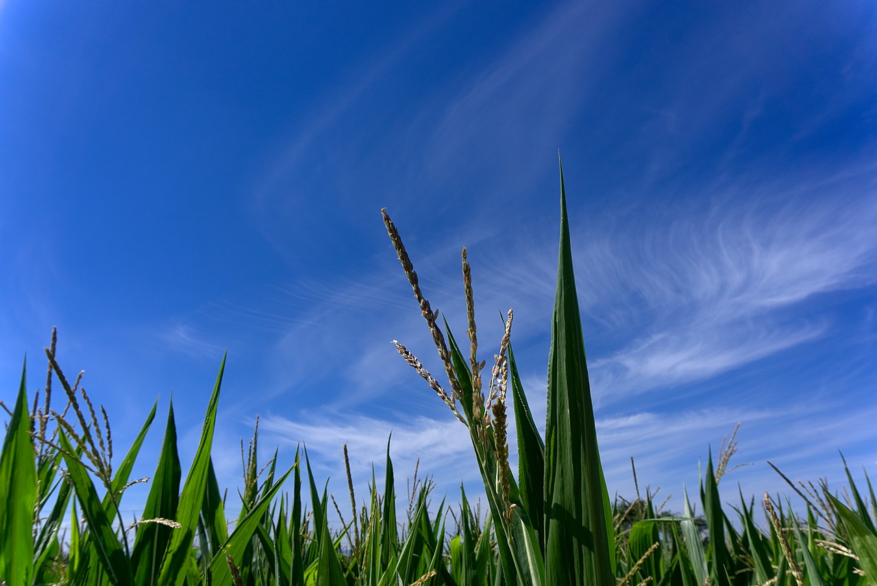 Kukurūzai, Kukurūzų Laukas, Laukas, Žemdirbystė, Derlius, Ariamasis, Nebaigtas, Dangus, Mėlynas, Lapai