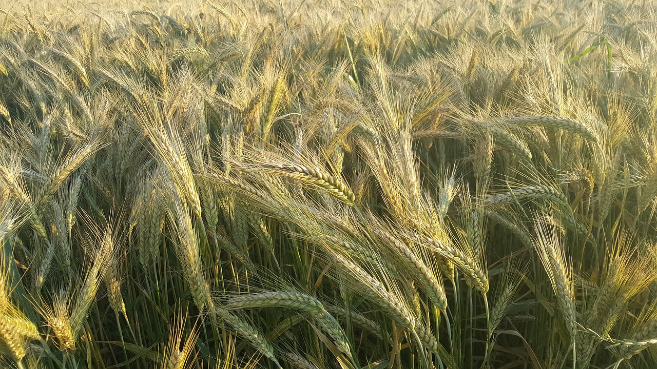 Kukurūzai, Vasara, Derlius, Laukas, Gamta, Žemdirbystė, Kaimas, Grūdai, Auginimas, Lenkija