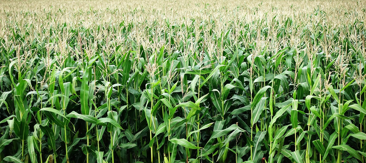 Kukurūzai, Kukurūzai, Pasėlių, Augti, Žemdirbystė, Grūdai, Maistas, Ekologiškas, Derlius, Cukriniai Kukurūzai
