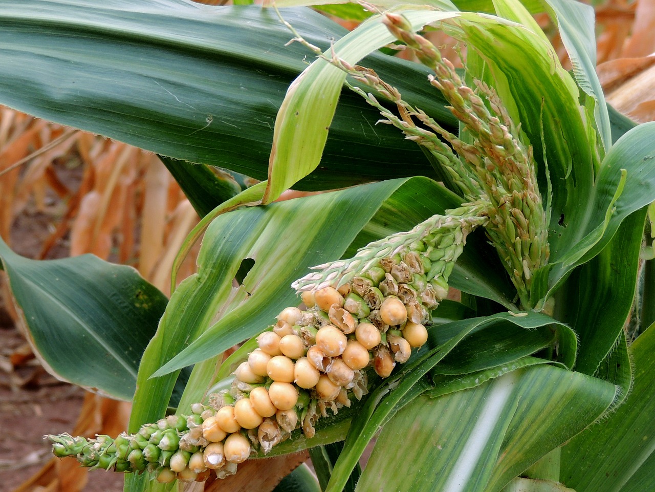 Kukurūzai, Plantacija, Maistas, Augalai, Kukurūzų Laukas, Nemokamos Nuotraukos,  Nemokama Licenzija